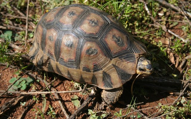 The angulate tortoise (Wikipedia photo)